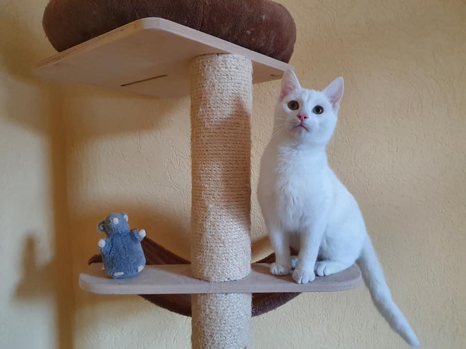 pascal